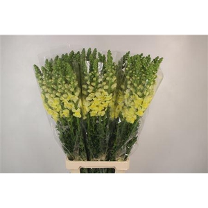 Antirrhinum It. Yellow