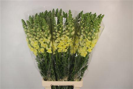 Antirrhinum It. Yellow