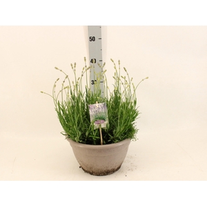 LAVAN AN DWARF BLUE