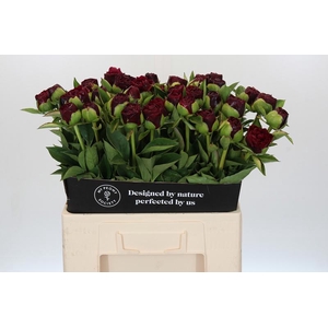 Paeonia Old Faithful