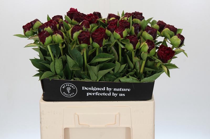 <h4>Paeonia Old Faithful</h4>