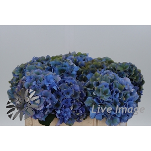 Hydrangea royal palace classic