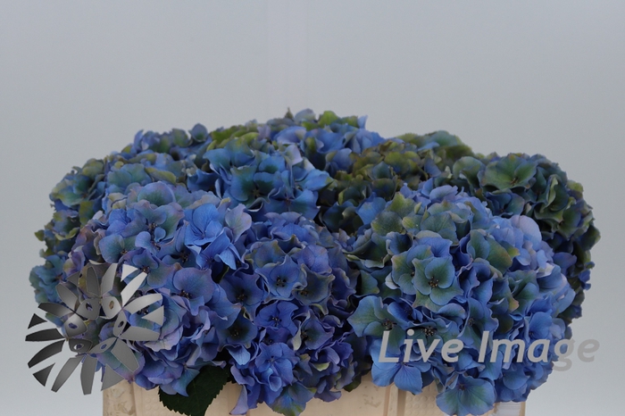 <h4>Hydrangea royal palace classic</h4>
