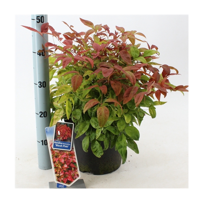 <h4>Nandina domestica 'Blush Pink'</h4>