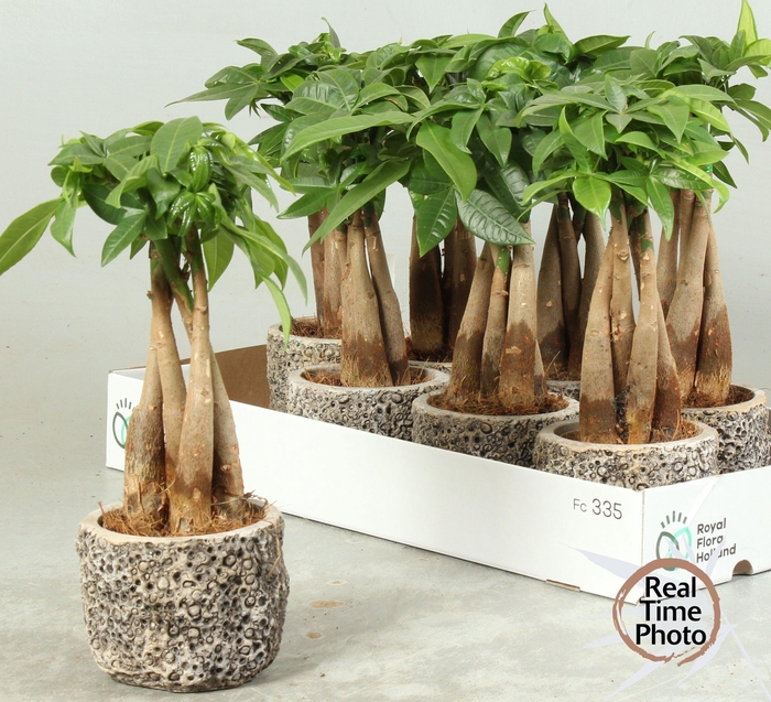 <h4>PACHIRA AQUATICA</h4>