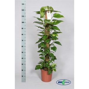 Epipremnum pinnatum Aureum mosstok 24Ø 140cm