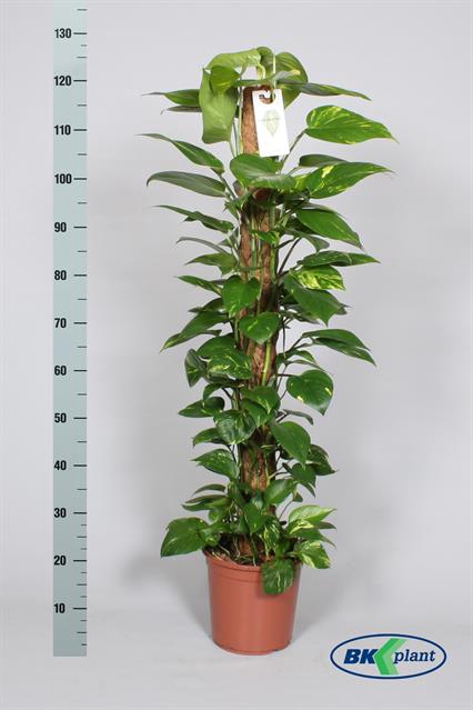 Epipremnum pinnatum mosstok 24Ø 130cm