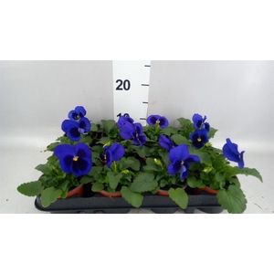 Viola wr. 'Delta Blue wBlotch'