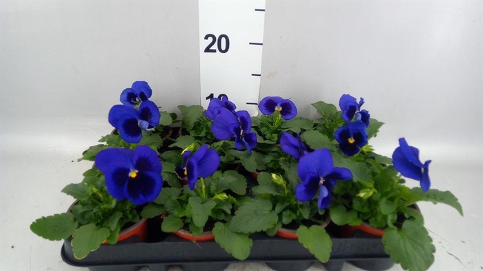 <h4>Viola wr. 'Delta Blue wBlotch'</h4>