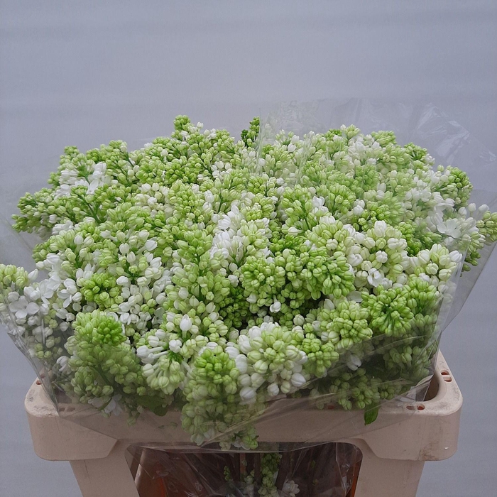 <h4>SYR V MME FL STEPMAN</h4>