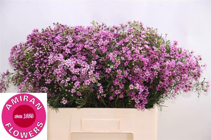 <h4>CHAME UN GRA JUPITER</h4>