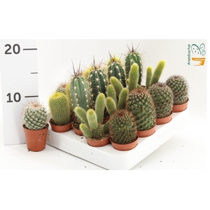 CACTUS GEM
