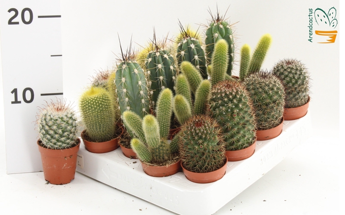 <h4>CACTUS GEM</h4>