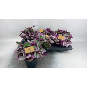 Tradescantia cerinth. 'Nanouk'