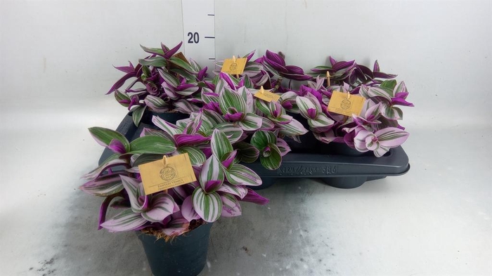 <h4>Tradescantia cerinth. 'Nanouk'</h4>