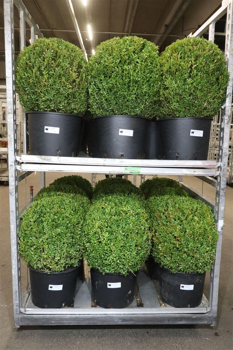 <h4>arr8 Buxu Sempervirens</h4>