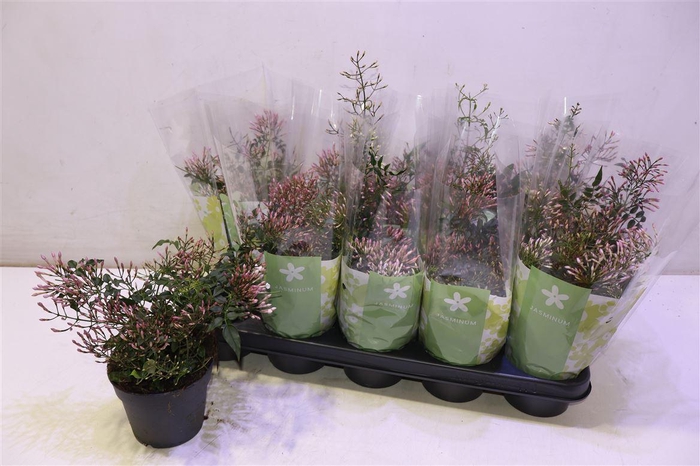 <h4>Jasm Polyanthum Wit</h4>