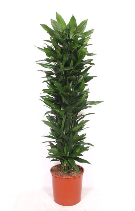 <h4>Dracaena Janet Lind</h4>