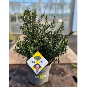 Ilex crenata Dark Green, P23, Struik 40-60cm