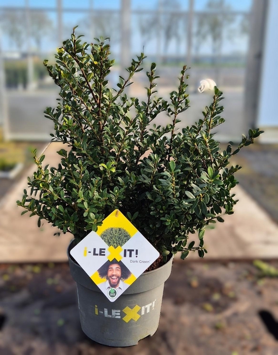 <h4>Ilex crenata Dark Green, P23, Struik 40-60cm</h4>