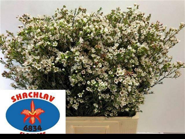 <h4>CHAME BLONDIE</h4>