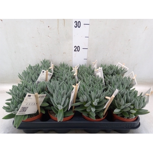 Crassula  'Tarantula'
