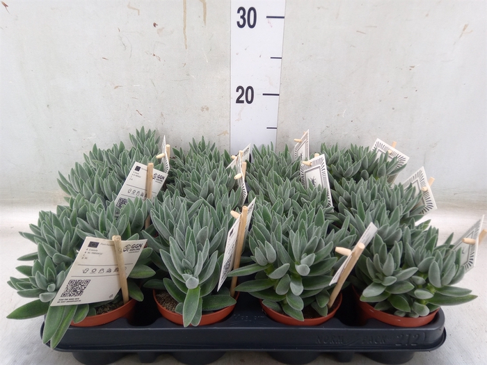 <h4>Crassula  'Tarantula'</h4>