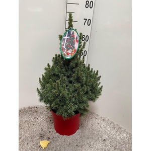 PICEA GL DECEMBER