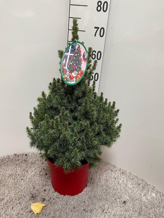 <h4>PICEA GL DECEMBER</h4>