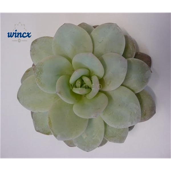 <h4>Echeveria Lauii Cutflower</h4>