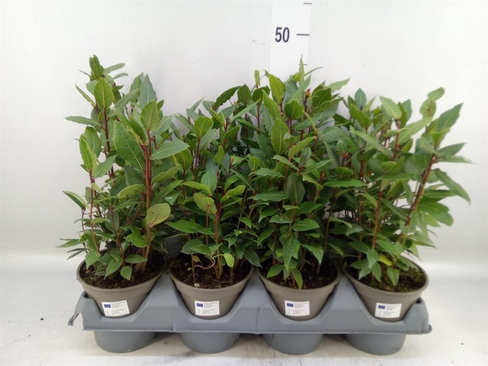 <h4>Laurus nobilis</h4>
