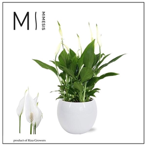 Spathiphyllum 'Bellini'