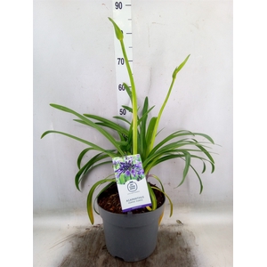 Agapanthus  'Fireworks'