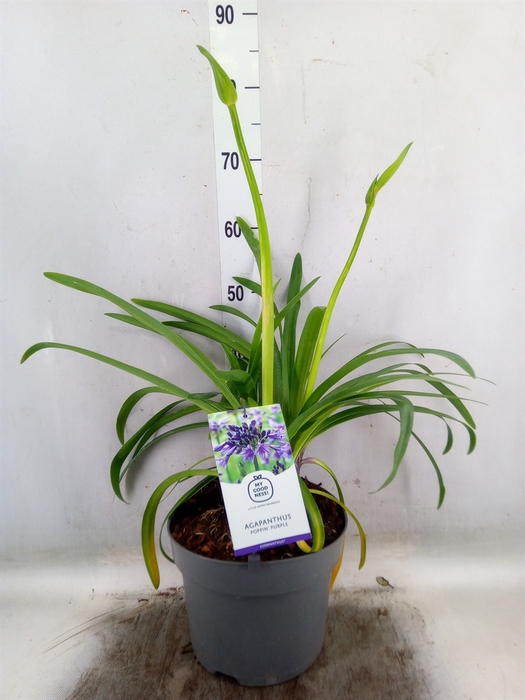<h4>Agapanthus  'Fireworks'</h4>
