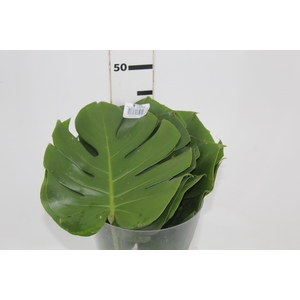 FOLHAGEM MONSTERA DELICIOSA 020 CM