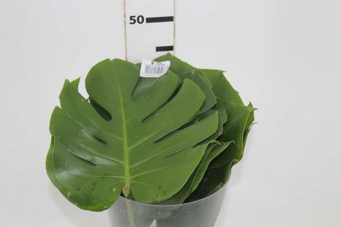 <h4>FOLHAGEM MONSTERA DELICIOSA 020 CM</h4>