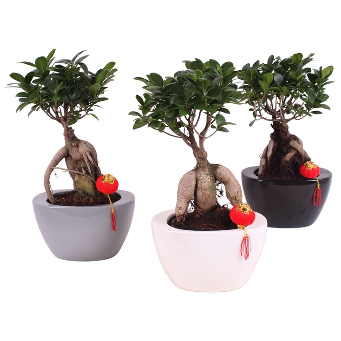 <h4>Ficus m. Ginseng pot Ø12cm in Folded pot colormix Ø19cm</h4>