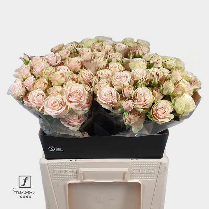 <h4>Rozen Rosa tros Whitney</h4>
