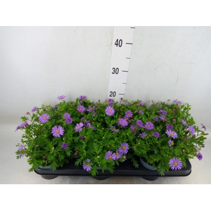 Brachycome  'Fresco Purple'