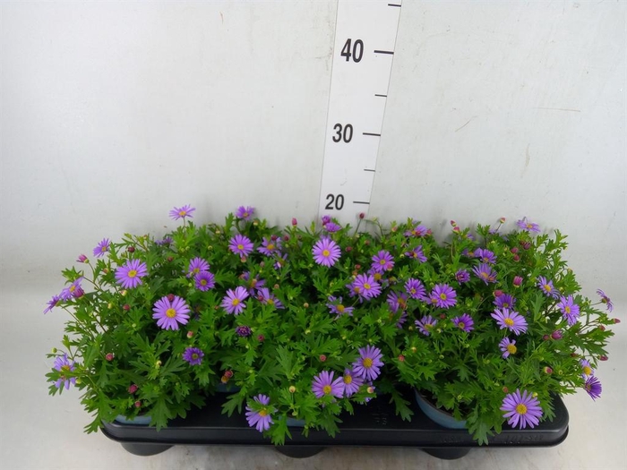 <h4>Brachycome  'Fresco Purple'</h4>