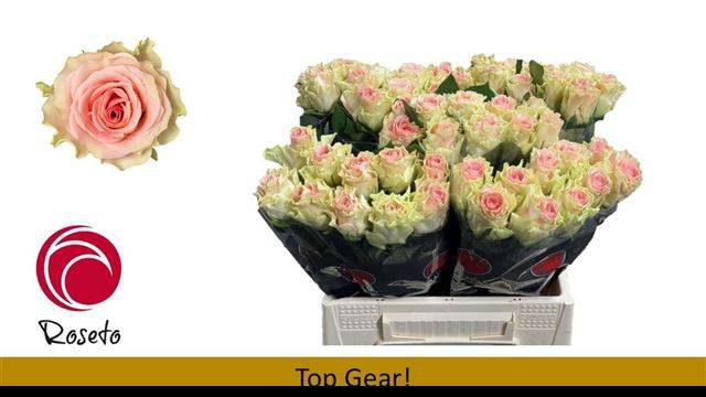 <h4>R GR TOP GEAR!</h4>