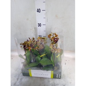 Phalaenopsis multi.   ...