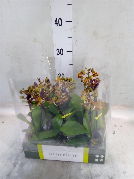<h4>Phalaenopsis multi.   ...</h4>