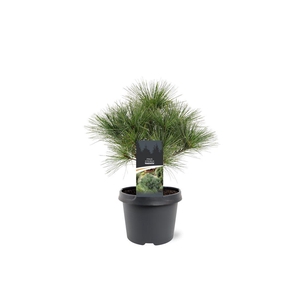 Pinus strobus 'Radiata'