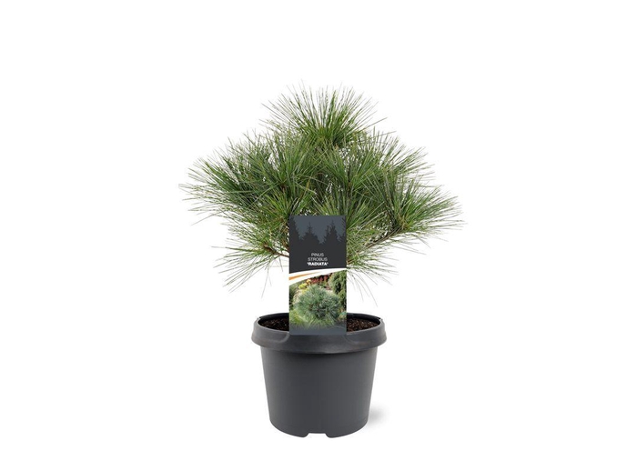 <h4>Pinus strobus 'Radiata'</h4>