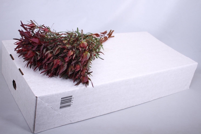 Leucadendron Fireglow Spray