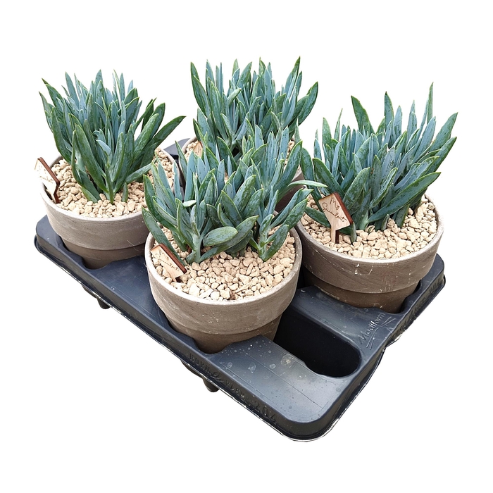 <h4>Senecio Serpens Keramiek Terracotta</h4>