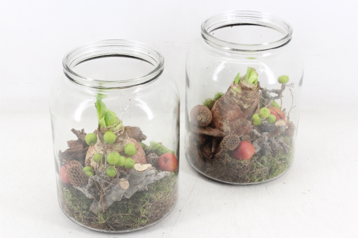 <h4>arr4 Amaryllis MB - Glas pot dik 338/6 RD</h4>