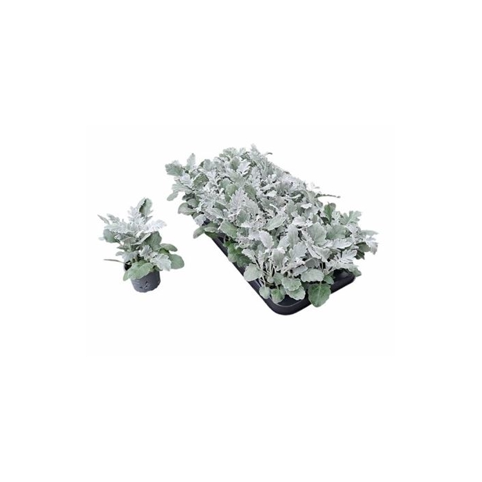 <h4>Jacobaea Maritima</h4>