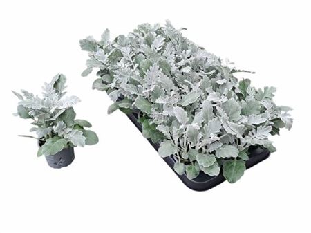 <h4>Jacobaea Maritima</h4>